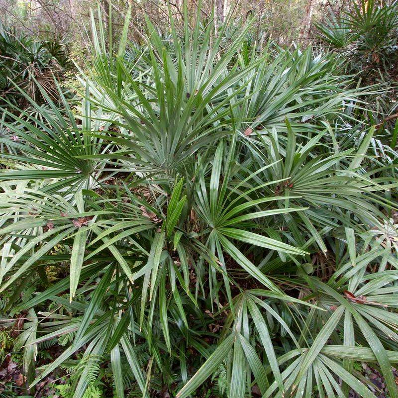 Needle Palm