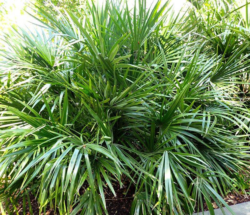 Needle Palm Brings A Shrubby Tropical Look