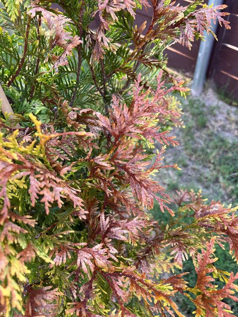 Needles Keep Losing Water All Winter Long Needles Keep Losing Water All Winter Long