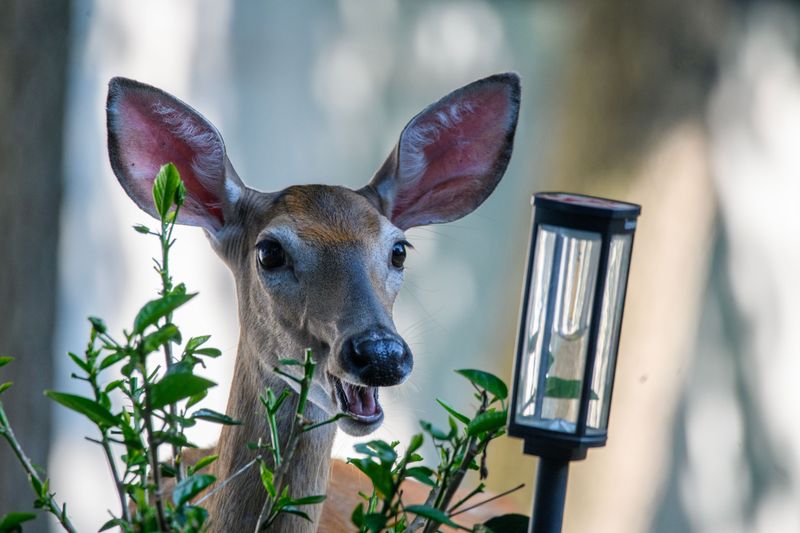 Neighbors Working Together Can Outsmart Local Deer