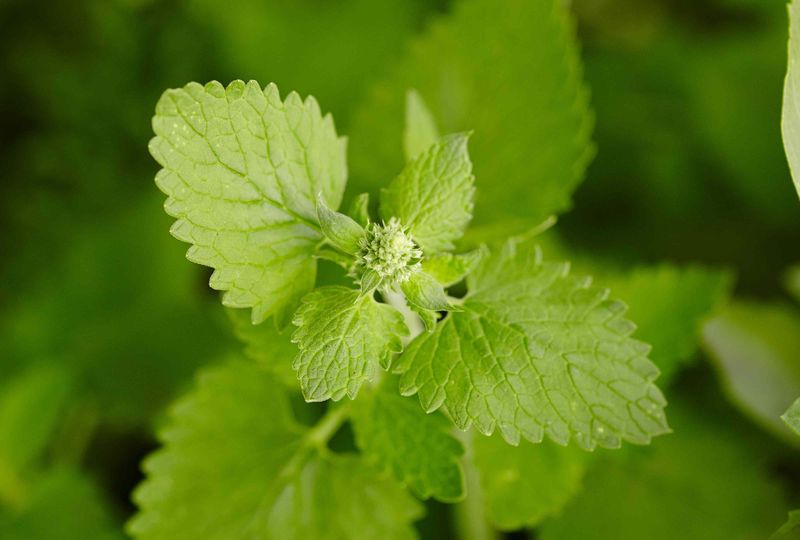 Nepetalactone Gives Catnip Its Distinctive Scent