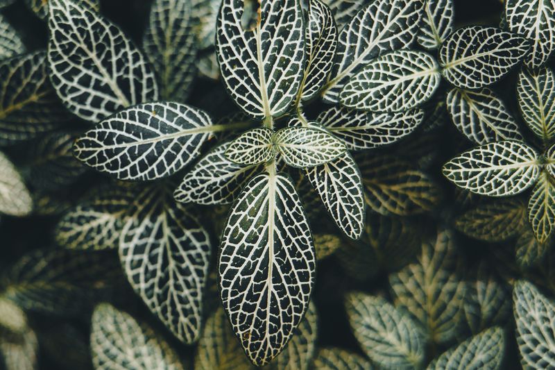 Nerve Plant Showing Bold Veined Foliage Nerve Plant Showing Bold Veined Foliage