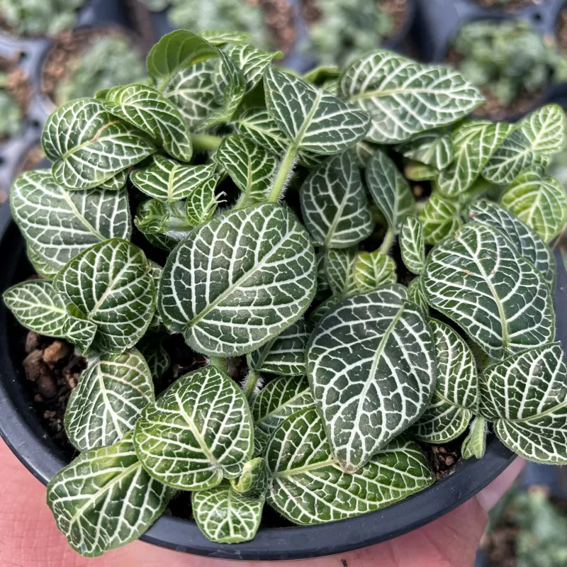 Nerve Plant Nerve Plant