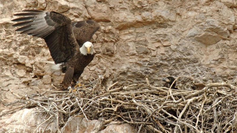Nest work does not always mean a brand-new nest