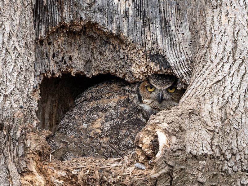 Nesting Can Begin As Early As December Nesting Can Begin As Early As December