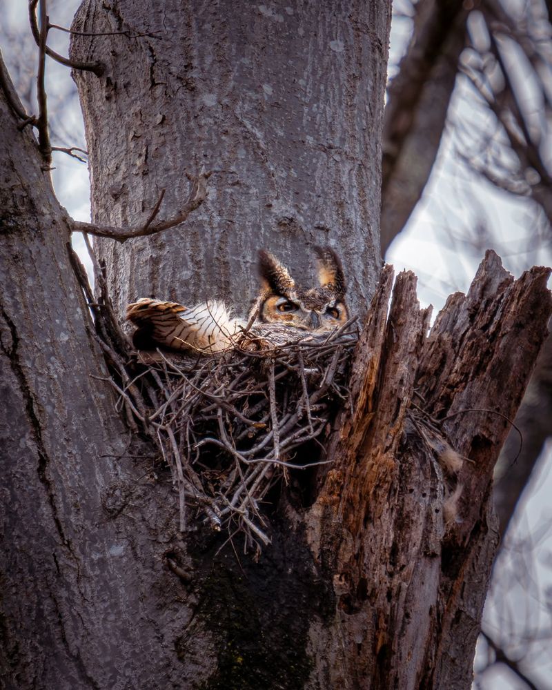 Nesting May Be Starting Soon