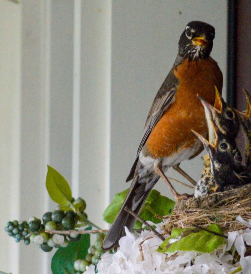 Nesting Songbirds With Eggs Or Chicks Nesting Songbirds With Eggs Or Chicks