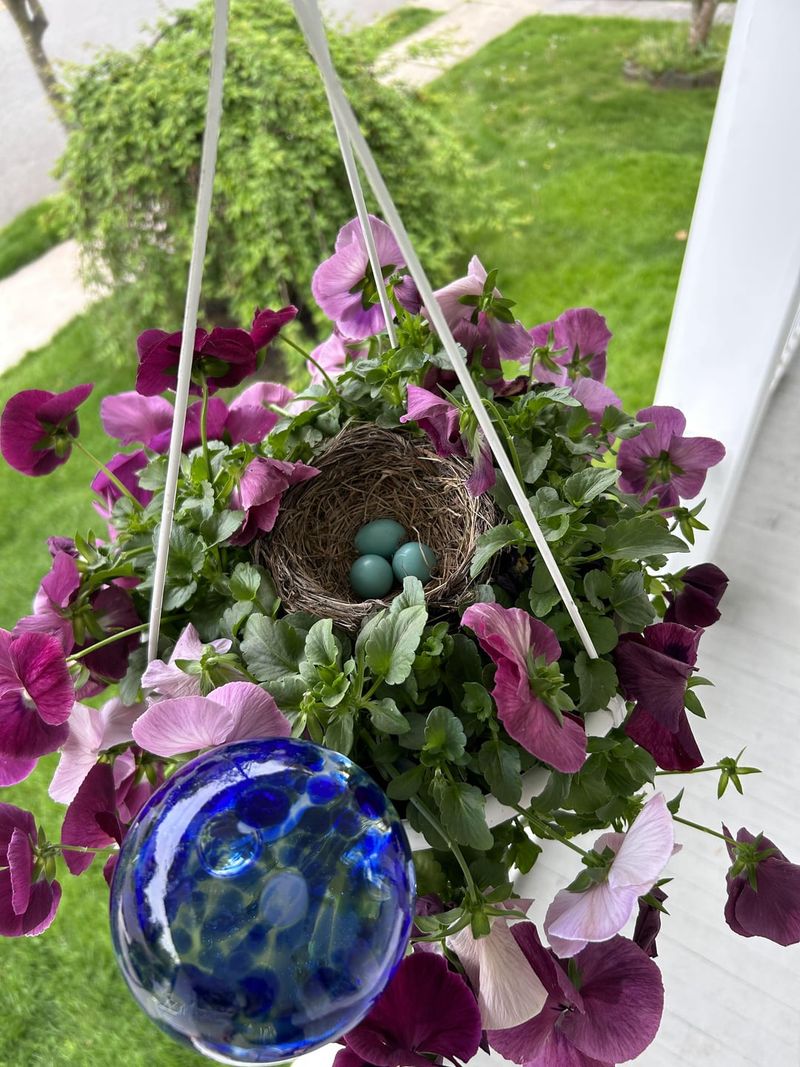 Nesting Songbirds With Eggs Or Chicks