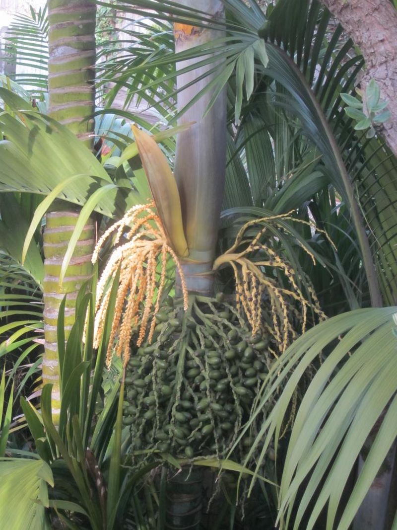 Nests Hide In Palms Ivy And Dense Trees Nests Hide In Palms Ivy And Dense Trees