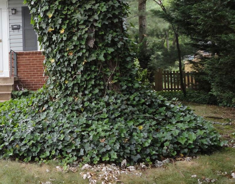 Nests In Dense Plants And Climbing Vines Nests In Dense Plants And Climbing Vines