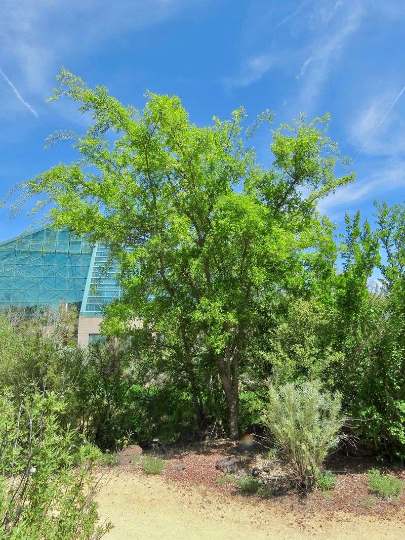 Netleaf Hackberry Netleaf Hackberry