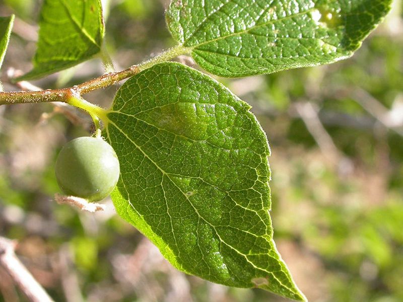 Netleaf Hackberry