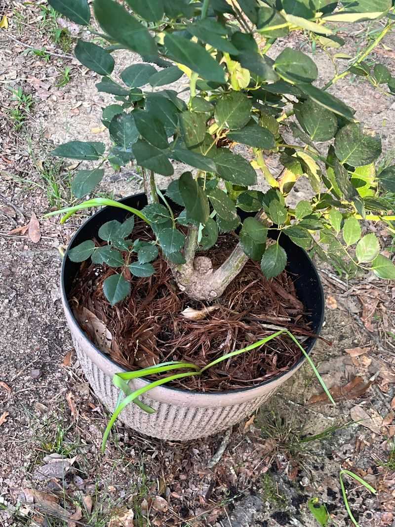 Never Bring An Infested Pot Indoors Never Bring An Infested Pot Indoors