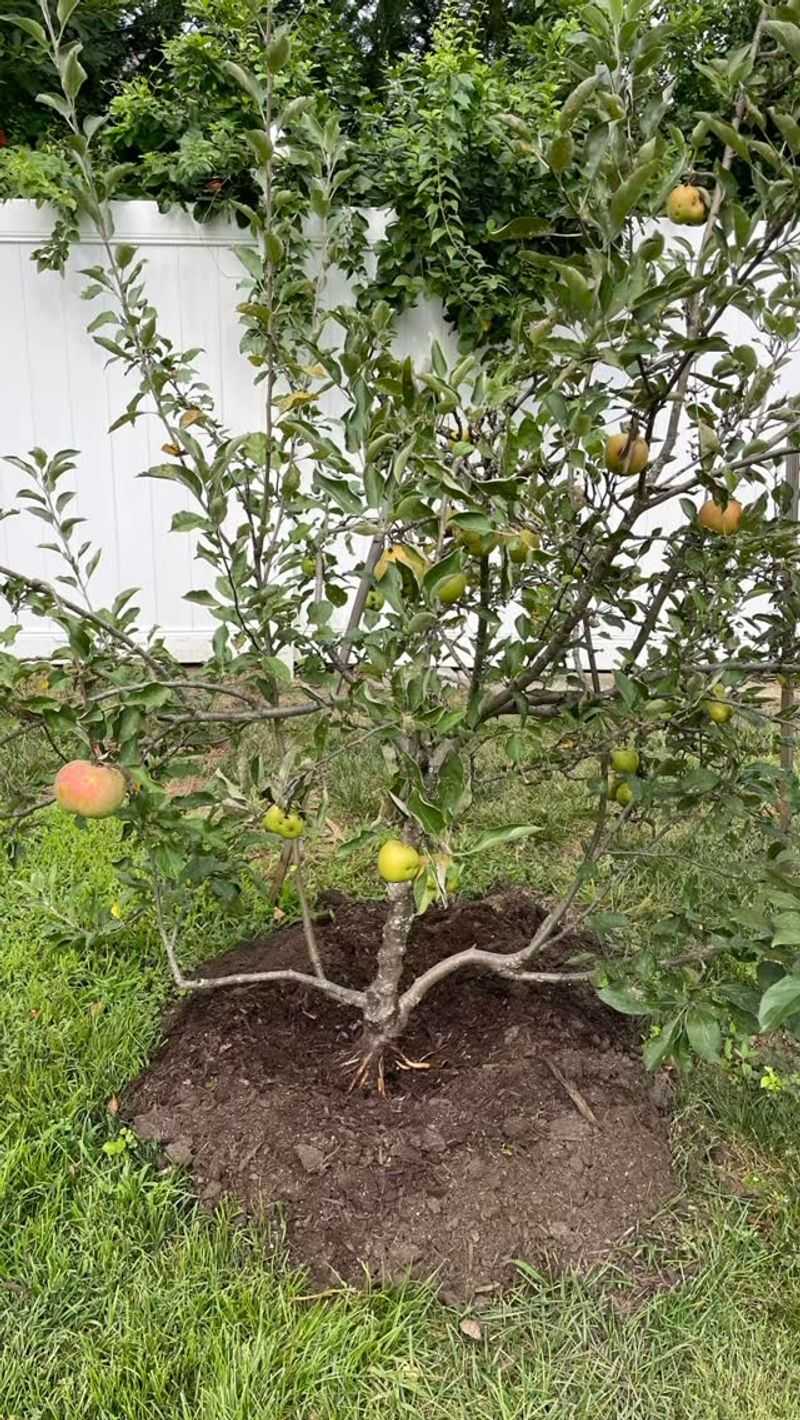 Never Bury Exposed Roots Under Heavy Soil