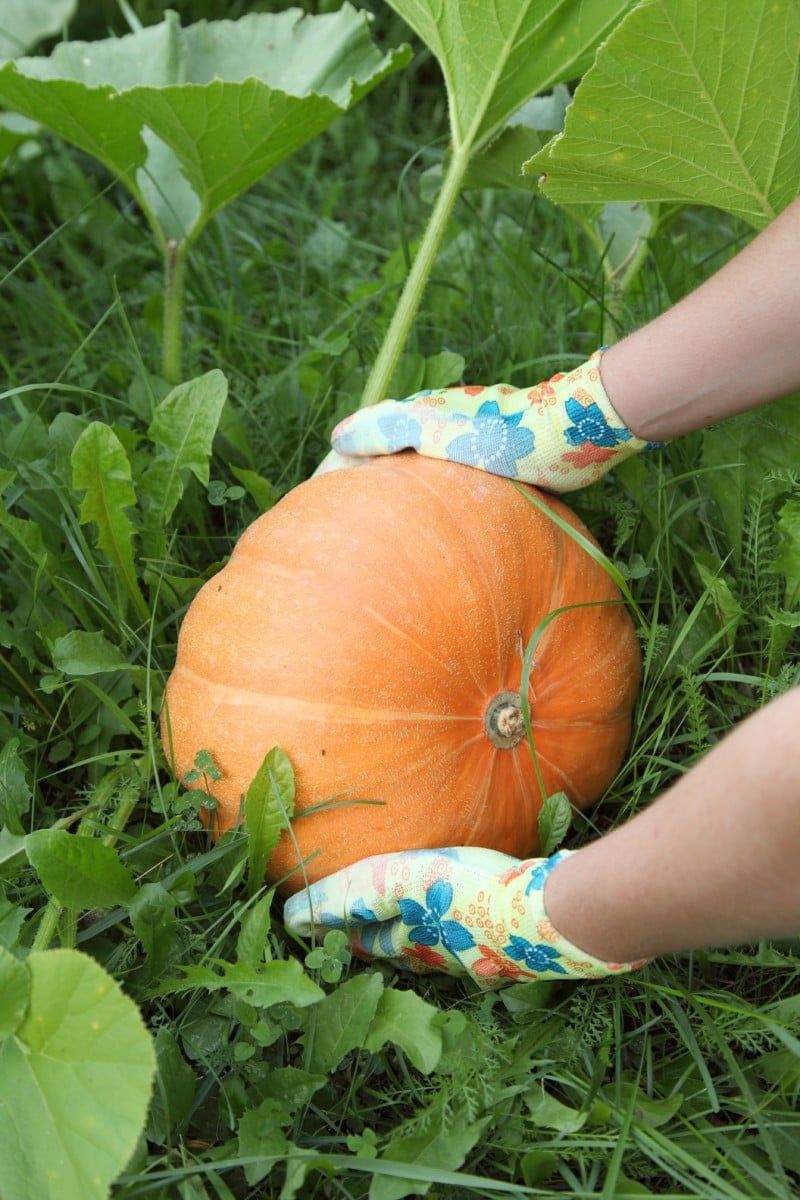 Never Carry It By The Stem Never Carry It By The Stem