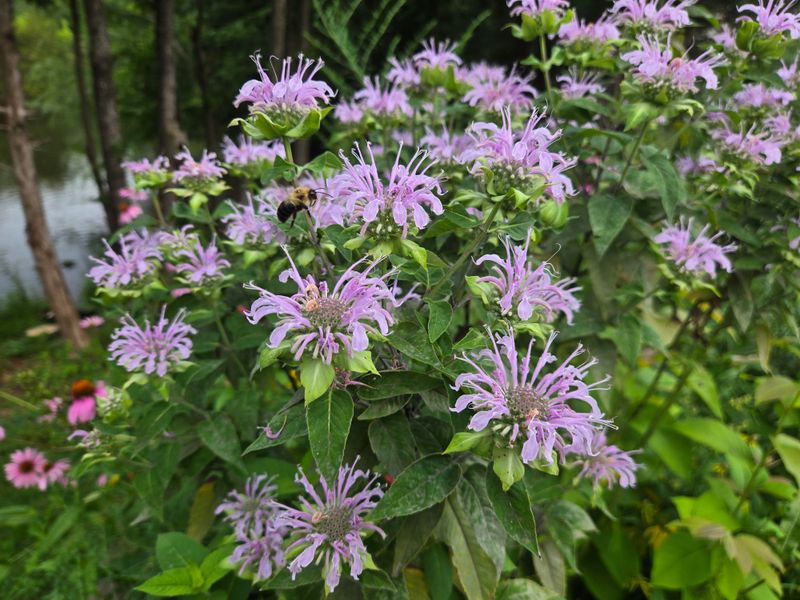 Never Dig Native Plants From The Wild