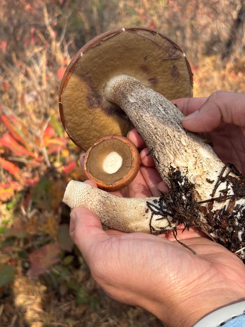 Never Eat Yard Mushrooms Without Expert ID Never Eat Yard Mushrooms Without Expert ID