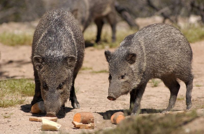Never Feed Javelinas