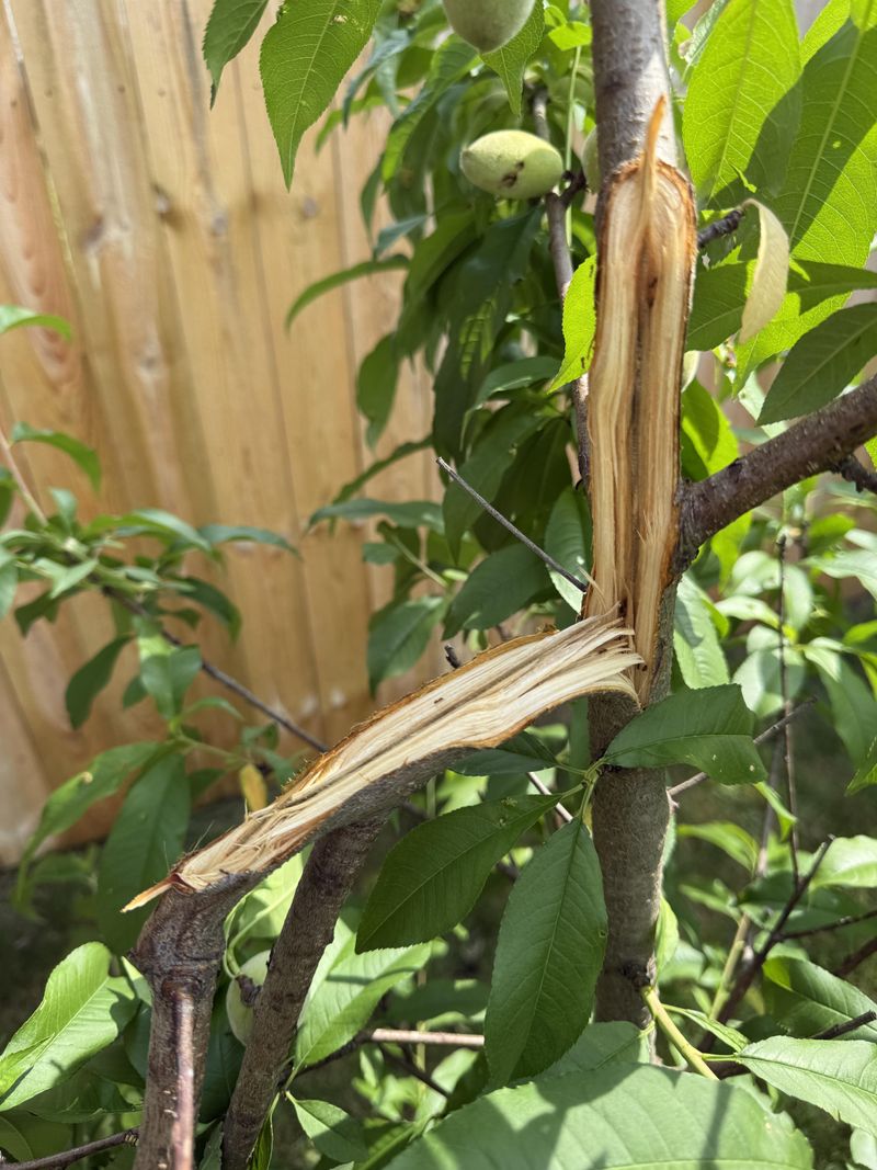 Never Fertilize Or Prune Heavily Right Away