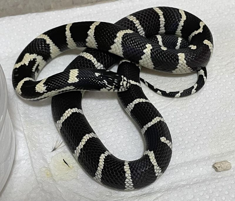 Never Handle Any Snake To Identify It