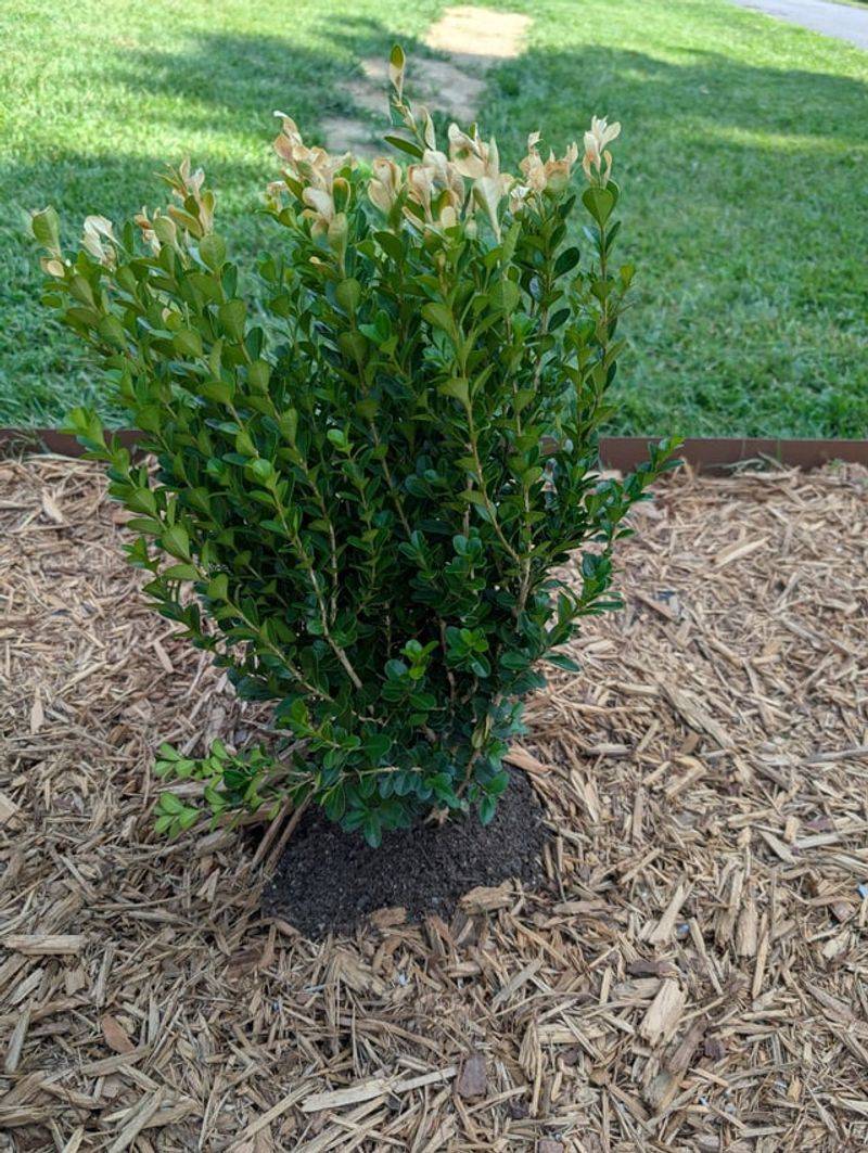 Never Move Boxwoods Without Certification