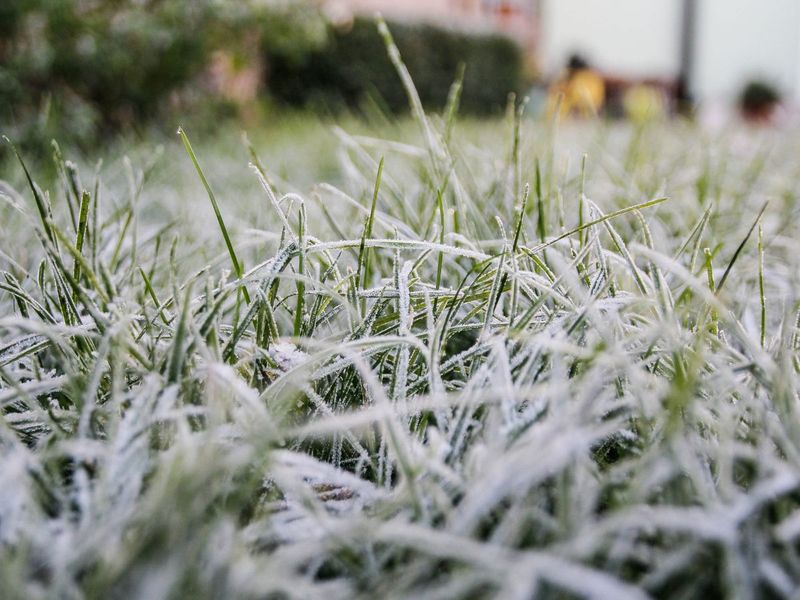Never Mow Frosty Grass