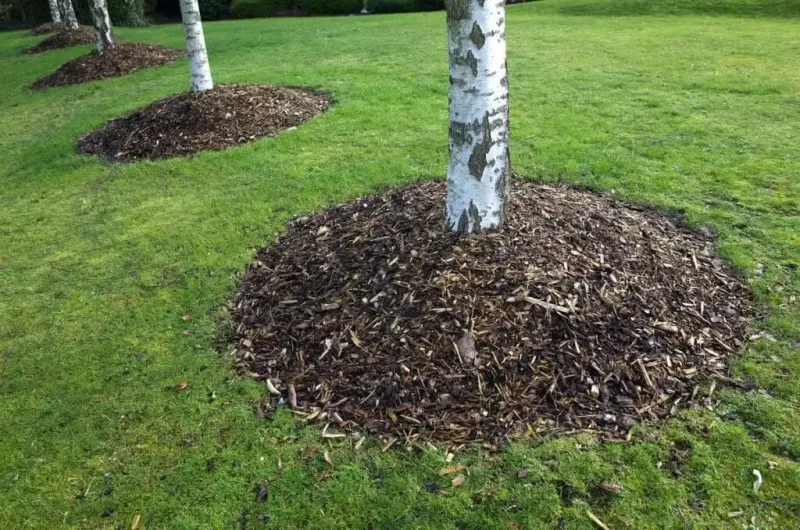 Never Pile Mulch Against Tree Trunks