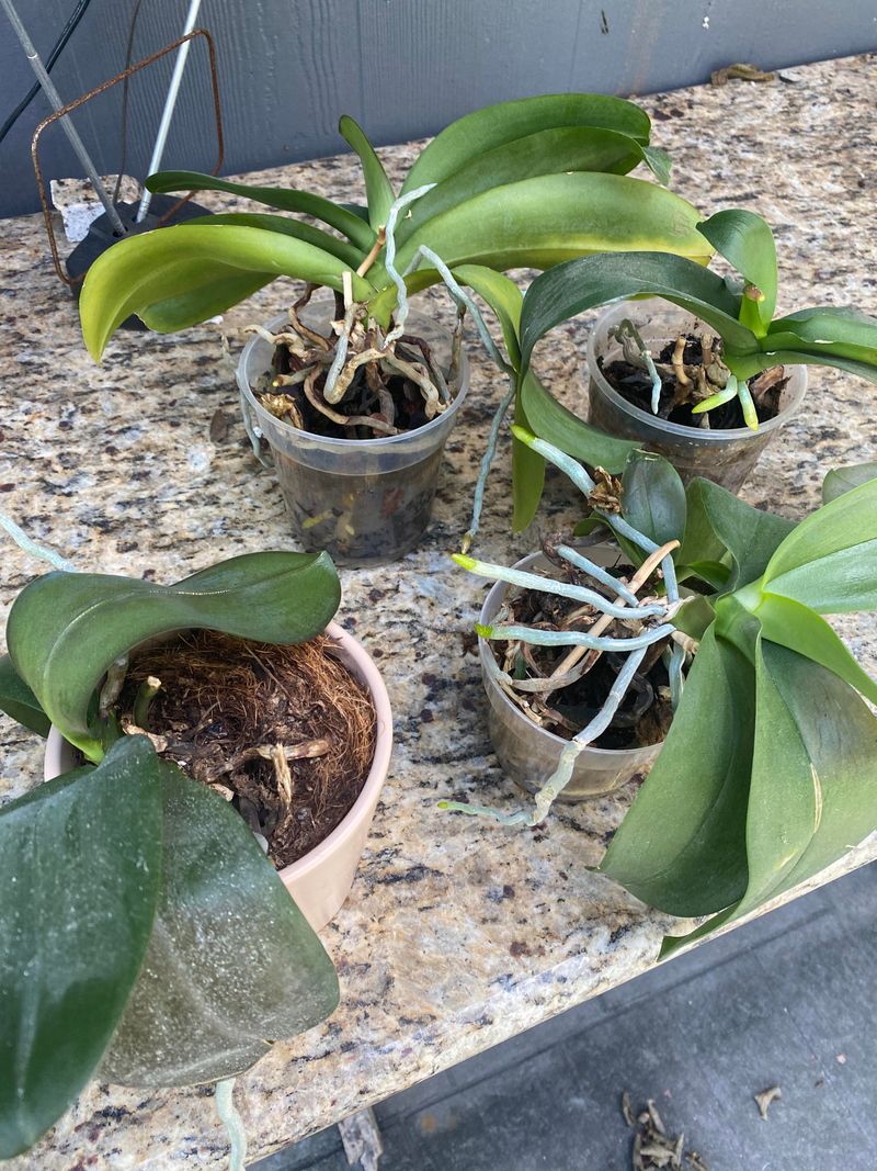 Never Pot An Orchid In Regular Potting Soil Never Pot An Orchid In Regular Potting Soil