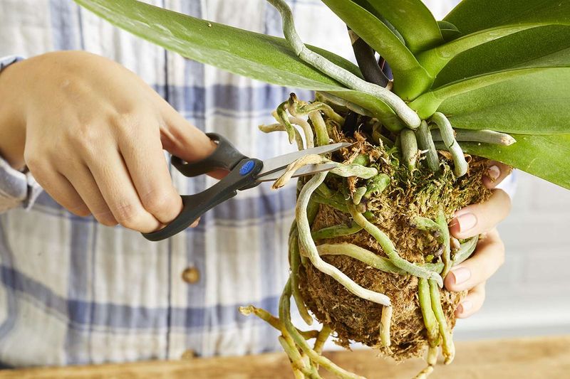 Never Skip Repotting Once The Mix Breaks Down Never Skip Repotting Once The Mix Breaks Down