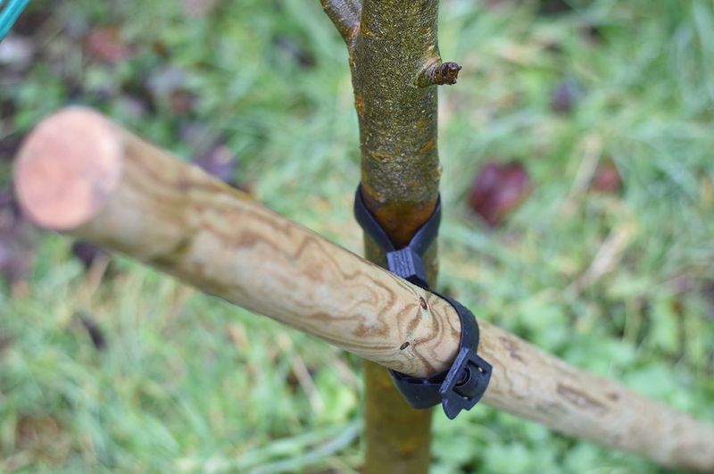 Never Stake A Tree And Forget It Never Stake A Tree And Forget It