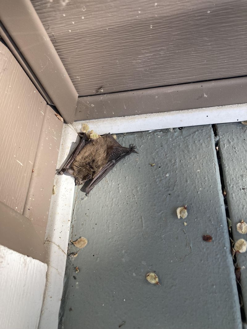 Never Touch A Bat With Bare Hands Never Touch A Bat With Bare Hands