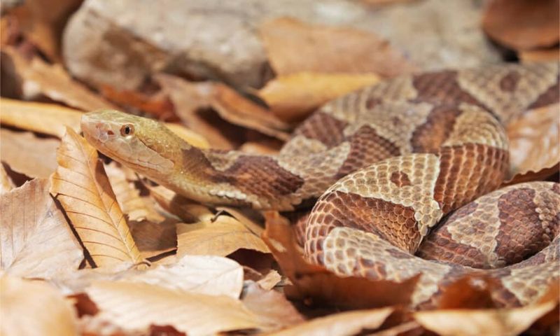 Never Try To Catch Or Harm The Snake Never Try To Catch Or Harm The Snake