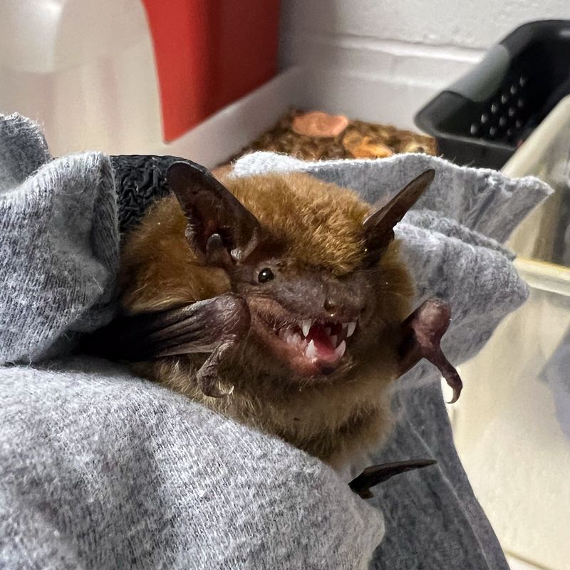 Never Try To Grab A Bat With Bare Hands Never Try To Grab A Bat With Bare Hands