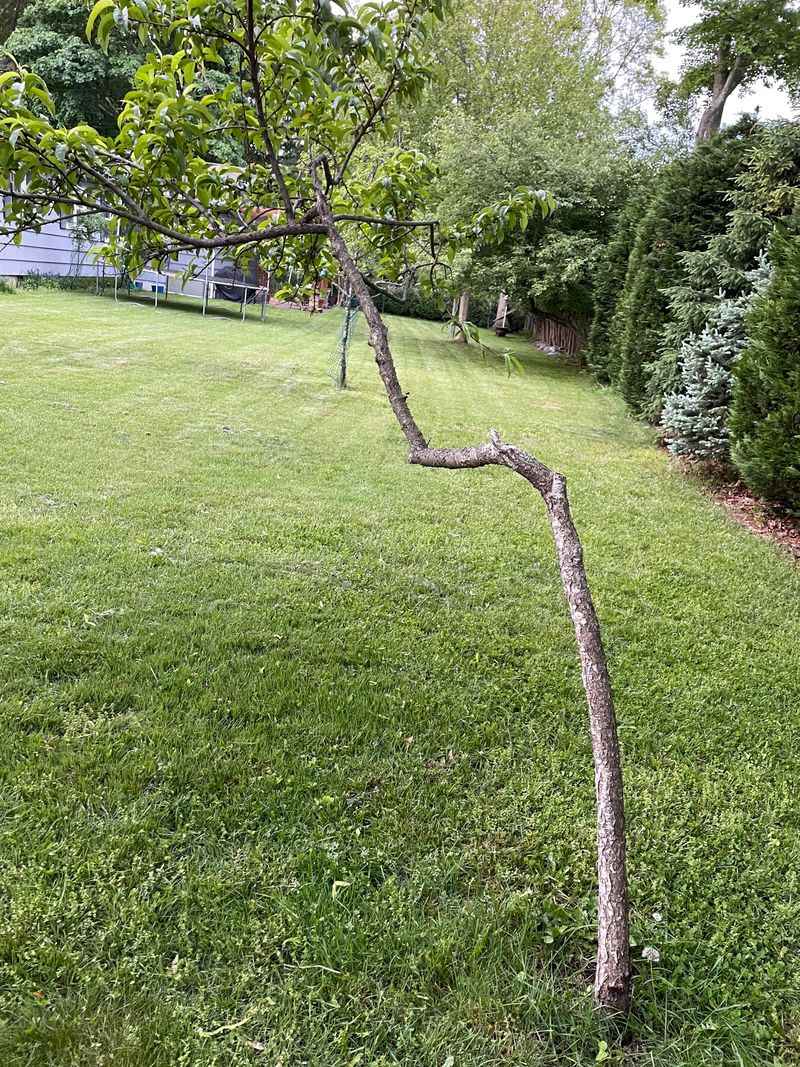 Never Yank A Tree Upright With A Vehicle