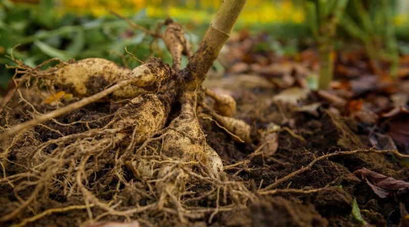 Never Yank Clumps Up By The Stalk Never Yank Clumps Up By The Stalk