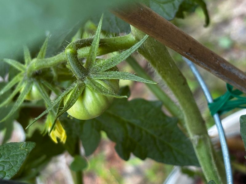 New Blooms Won't Have Time To Ripen New Blooms Won't Have Time To Ripen