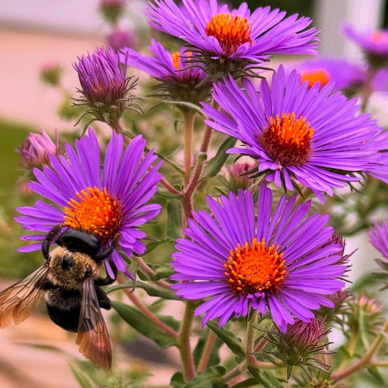 New England Aster
