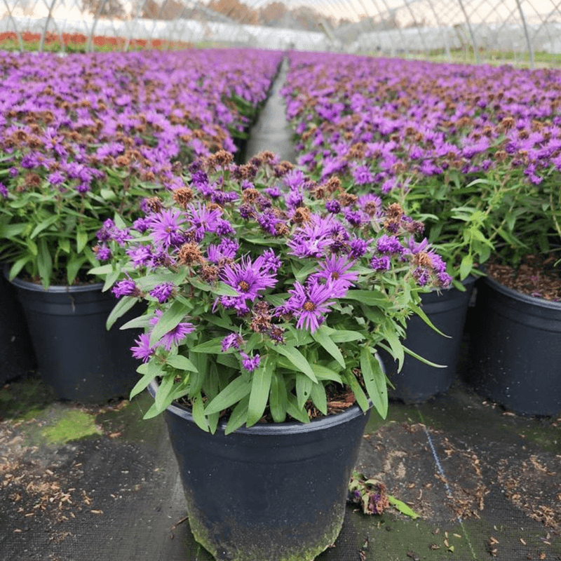 New England Aster Brings Purple To The Patio New England Aster Brings Purple To The Patio