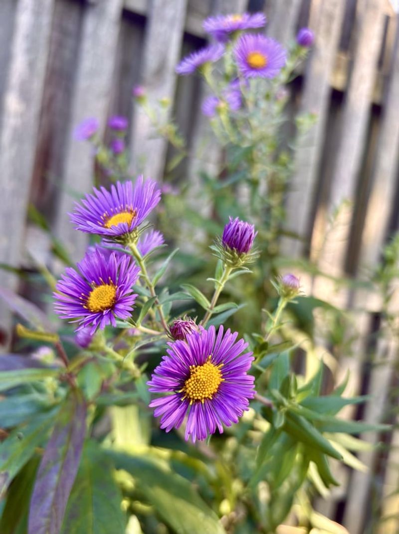 New England Aster For Fall Flowers New England Aster For Fall Flowers
