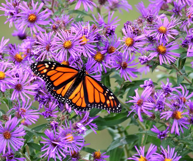 New England Aster For Late-Season Pollinators