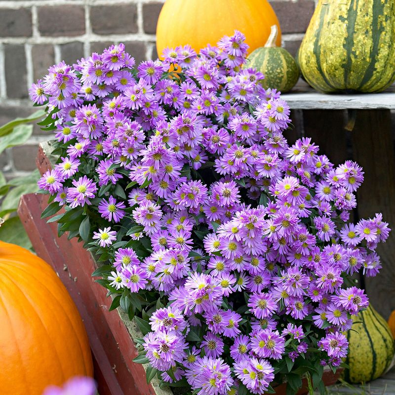 New England Aster 