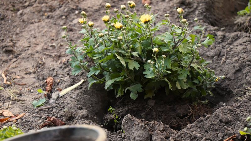 New Green Shoots Signal The Right Time For Cleanup