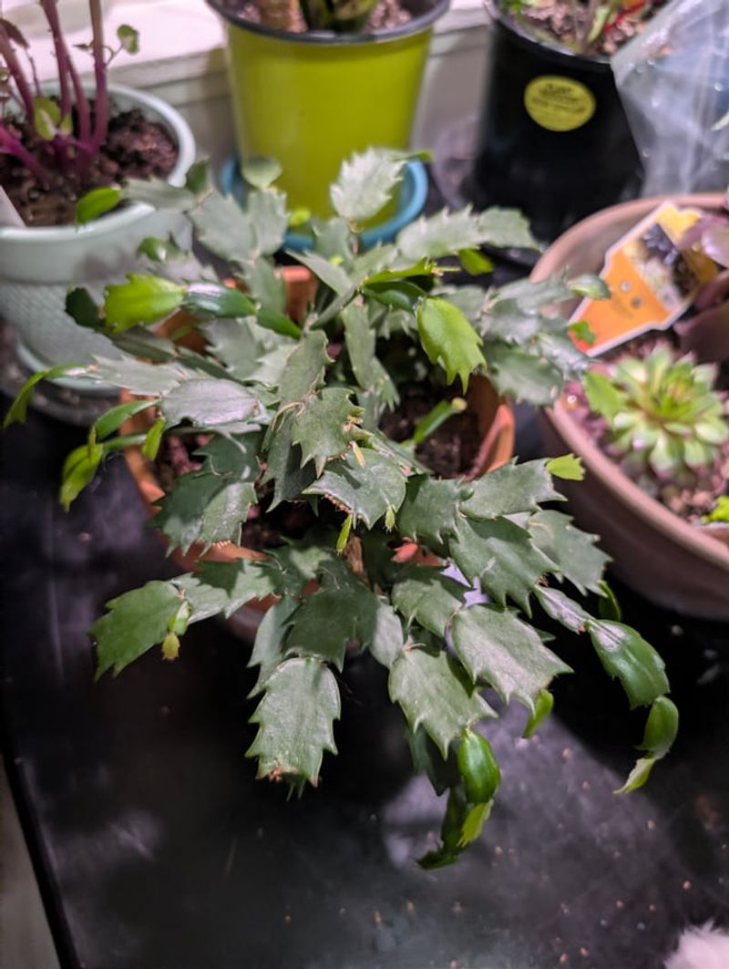 New Growth Is The Cue To Resume Regular Watering