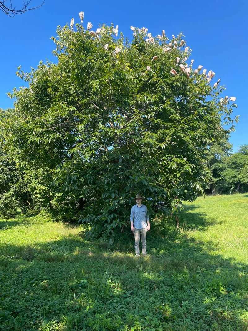 New Hybrid Trees Are Bred To Resist The Disease