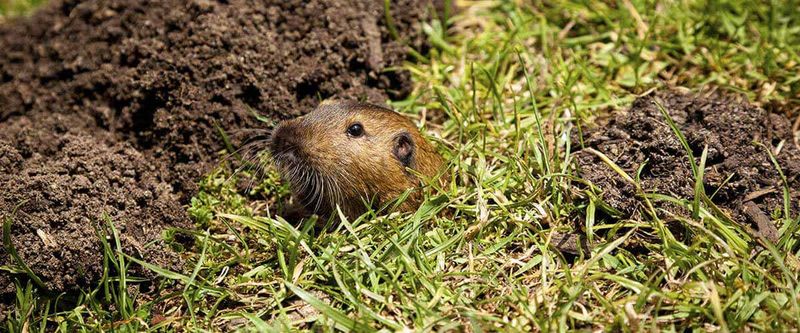 New Mounds Don't Mean New Gophers