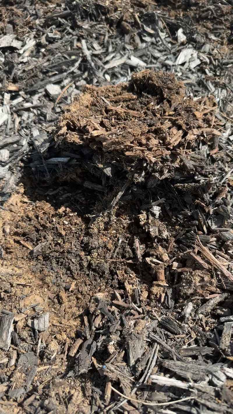 New Mulch Or Nursery Plants May Have Brought Them In New Mulch Or Nursery Plants May Have Brought Them In