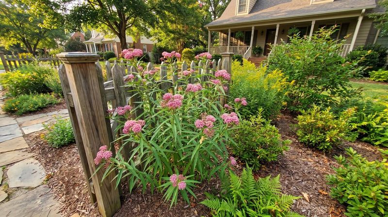 New Perennials And Shrubs Planted In Fall