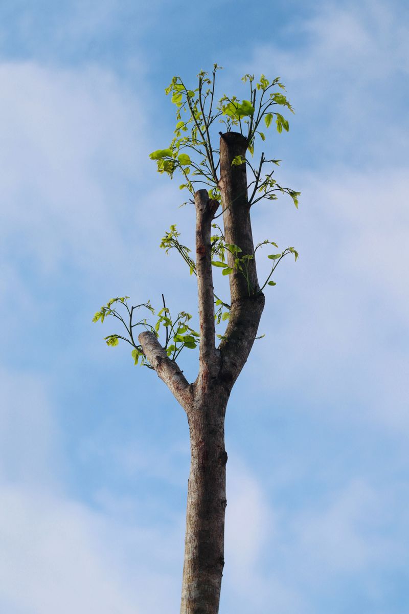 New Sprouts Grow In Weakly Attached