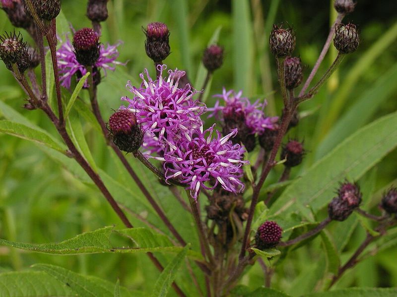 New York Ironweed