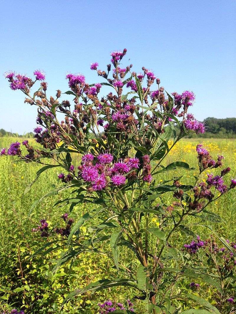 New York Ironweed New York Ironweed